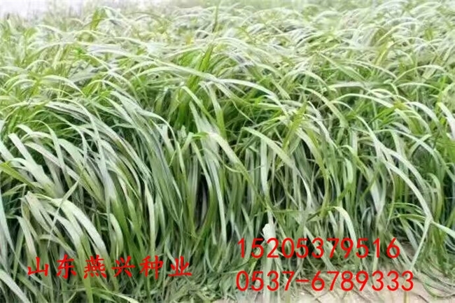 上海市虹口區(qū)綠化草坪種子批發(fā)品種