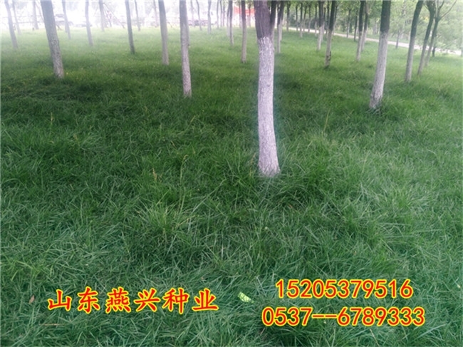 云浮市四季常青草籽播種時間