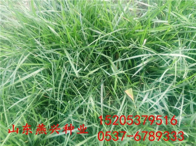 龍巖市混播草坪種子多少錢一斤