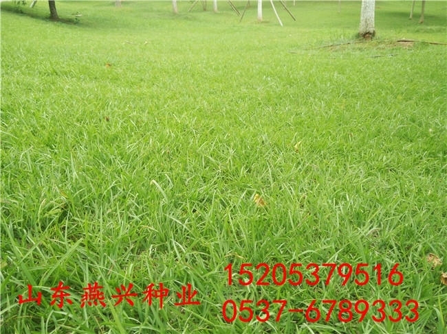 泰州市種草坪種子什么時間種植好