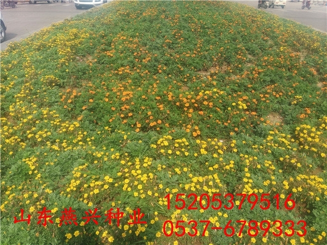 三門峽市護坡草種子種植時間