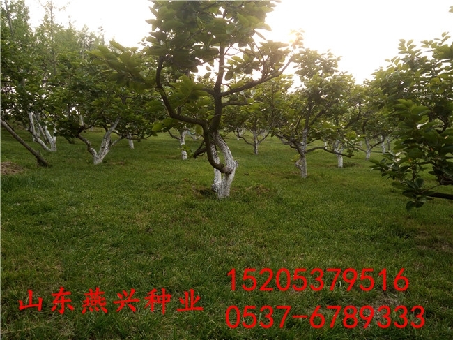 重慶市大渡口區(qū)草坪種子一斤多少錢