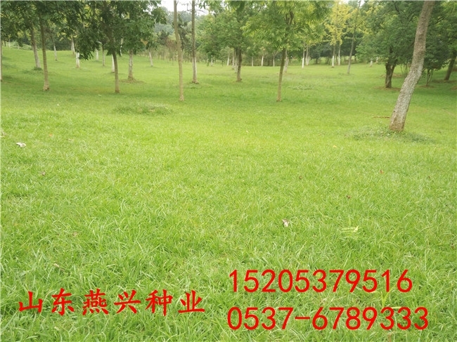 百色市狗牙根護坡草種子哪里找