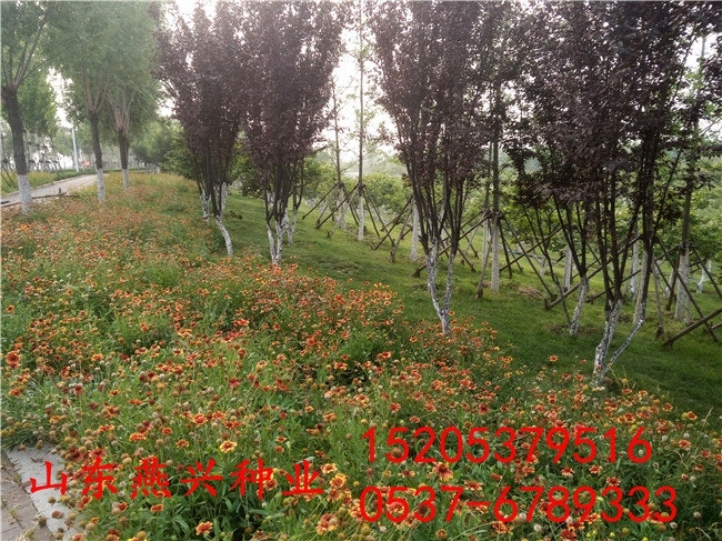 遂寧市城市園林綠化草坪種子價格