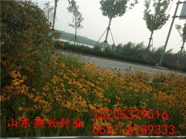 重慶市綦江區(qū)那有買草種-播種草籽的季節(jié)