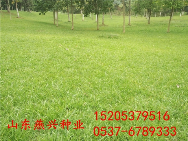 廣州市耐蔭的綠化護(hù)坡草種子