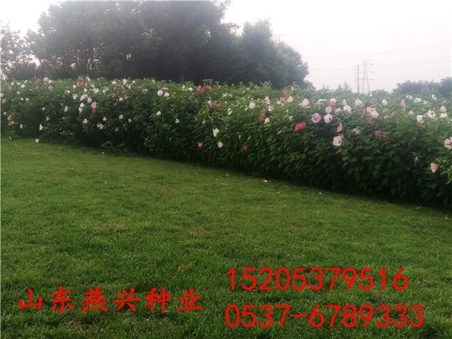 南京市百慕大草種子怎么種