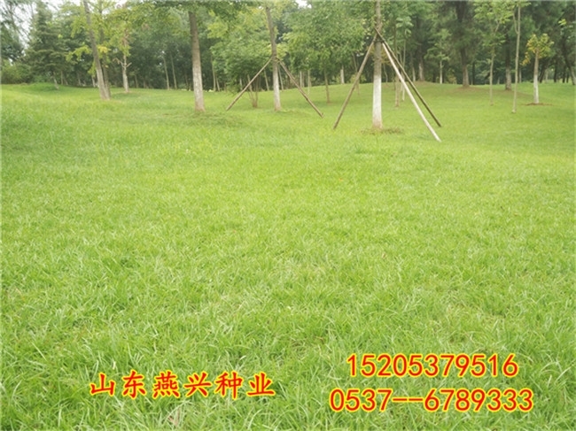 重慶市墊江縣學(xué)校綠化草坪種子都有哪些
