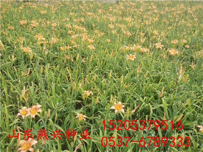 重慶市云陽縣耐活的綠化草花種子