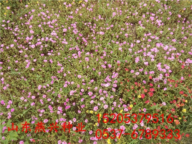 巴中市耐鹽減綠化護坡草種子類