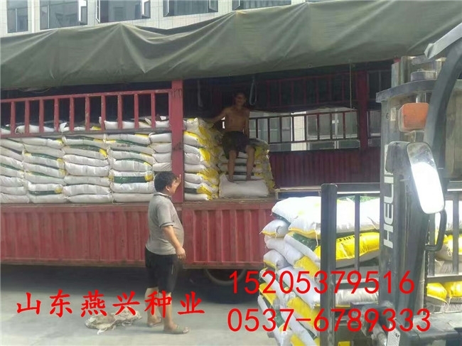 萊蕪市草坪種子常見的播種方式