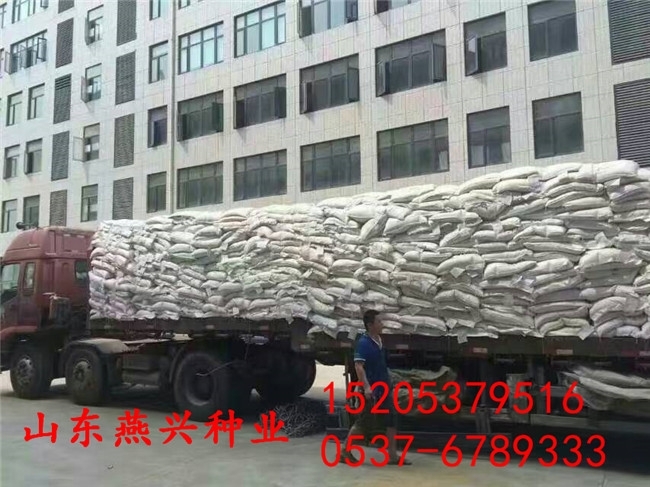 信陽市哪里有綠化草坪種子賣