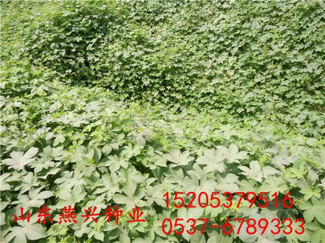 北海市白三葉護坡草種子多少錢一斤