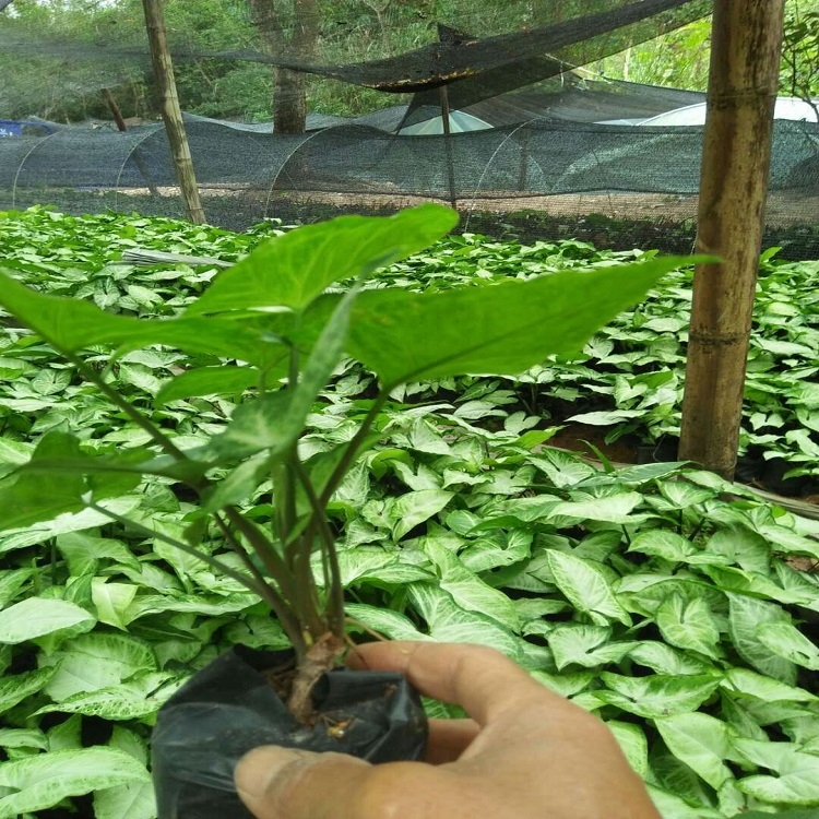 幸輝苗木常年供應繁殖容易用途廣泛合果芋