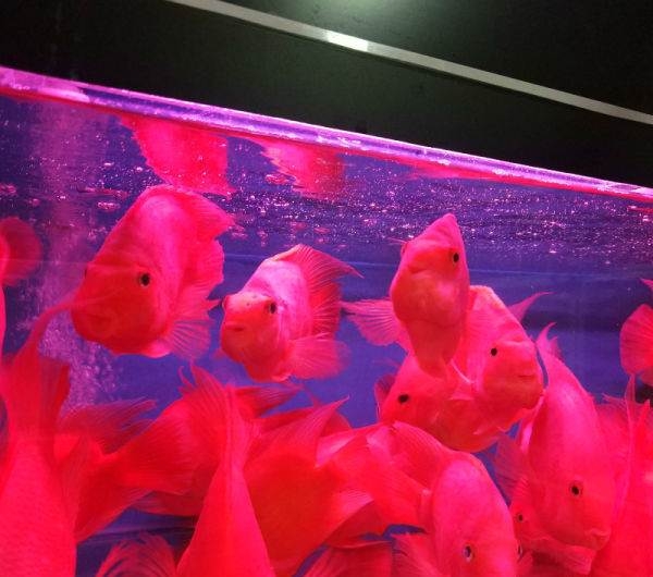 預(yù)防并治療魚病,時刻保持您水族箱的狀態(tài)
