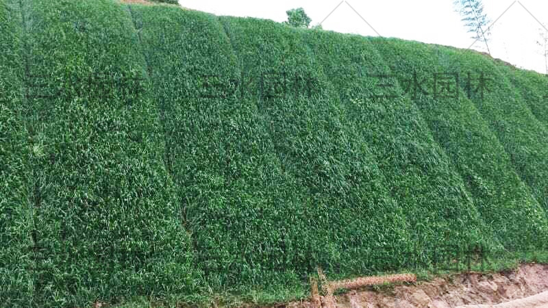 西安四季常青護(hù)坡的草籽有哪些?