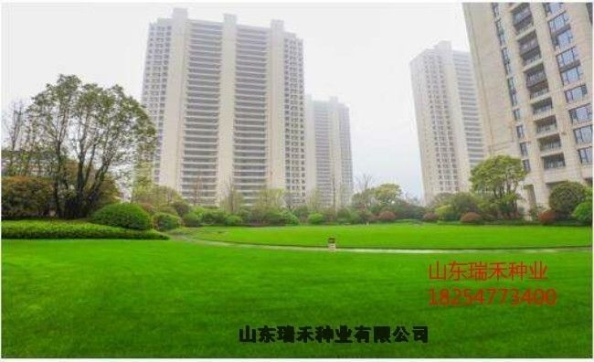 哪里有賣護坡草種子高鐵護坡