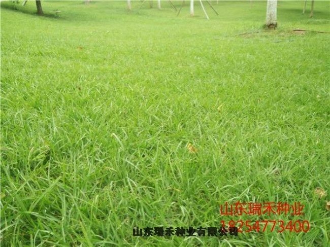 綠化草種子價格沙打旺