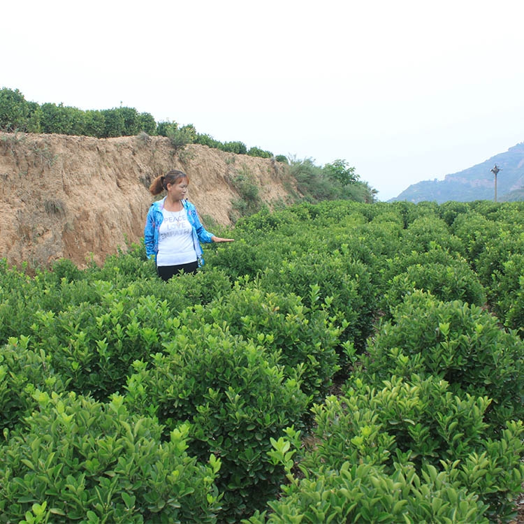 河南鄭州市冬青球晨暉苗木批發(fā)耐寒耐旱