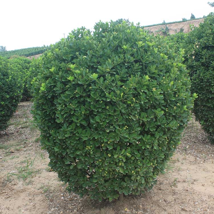 河南洛陽市冬青球晨暉苗木零售服務至上