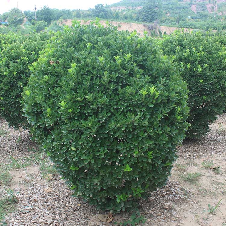 河南洛陽市冬青球晨暉苗木綠化工程苗木價格實惠