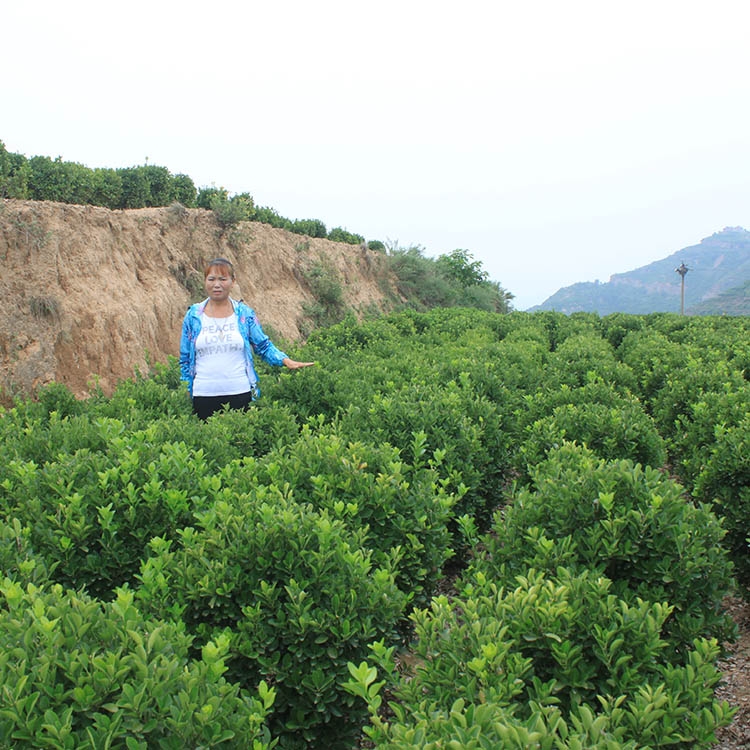 河南鄭州市大葉黃楊球晨暉苗木批發(fā)成活率高