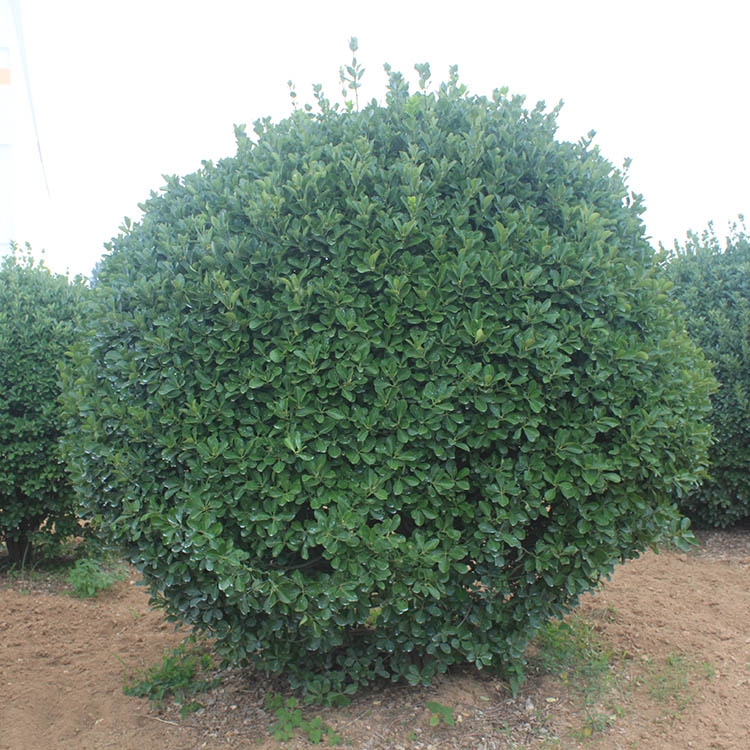 河南鄭州市大葉黃楊球晨暉苗木綠化工程苗木常綠