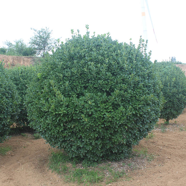 河南洛陽市黃楊球晨暉苗木批發(fā)耐寒耐旱