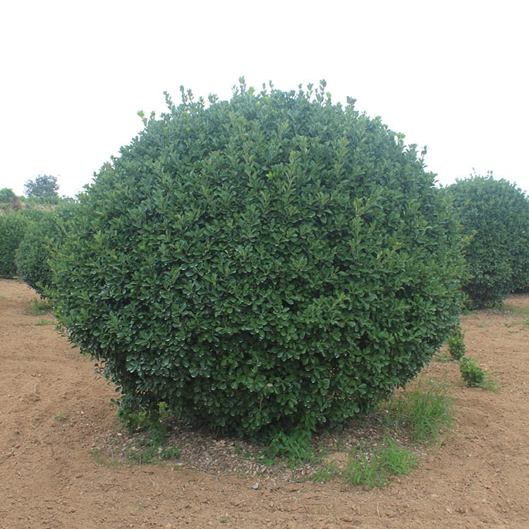 河南鄭州市冬青球晨暉苗木綠化工程苗木耐寒耐旱