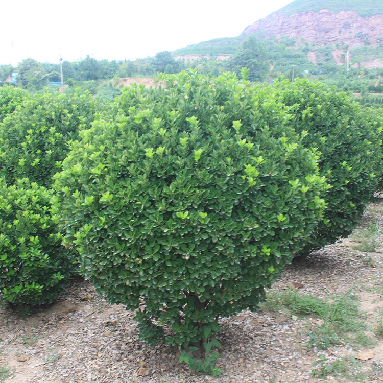 河南洛陽市冬青球晨暉苗木批發(fā)價格實惠