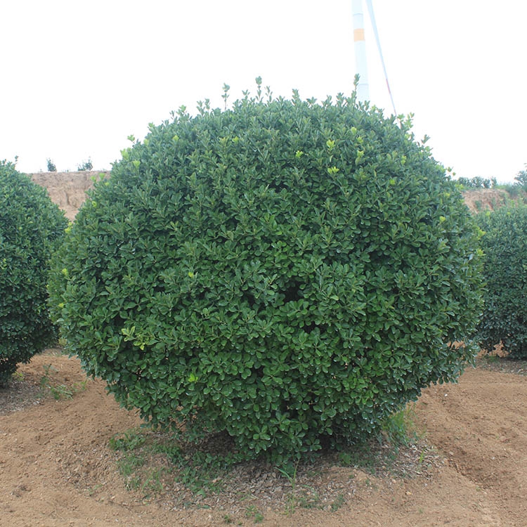 河南鄭州市冬青球晨暉苗木零售價格實惠