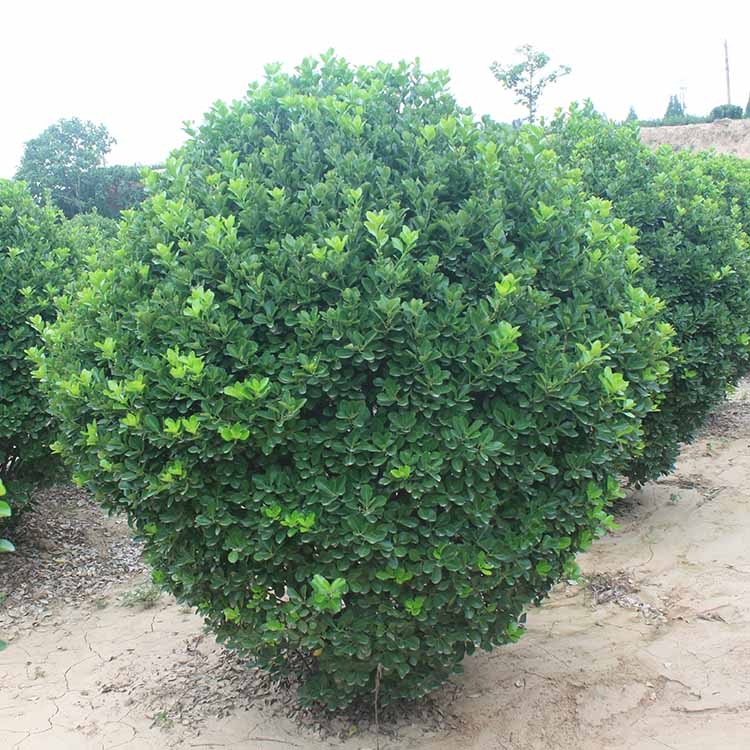 河南洛陽(yáng)市冬青球晨暉苗木綠化工程苗木服務(wù)至上