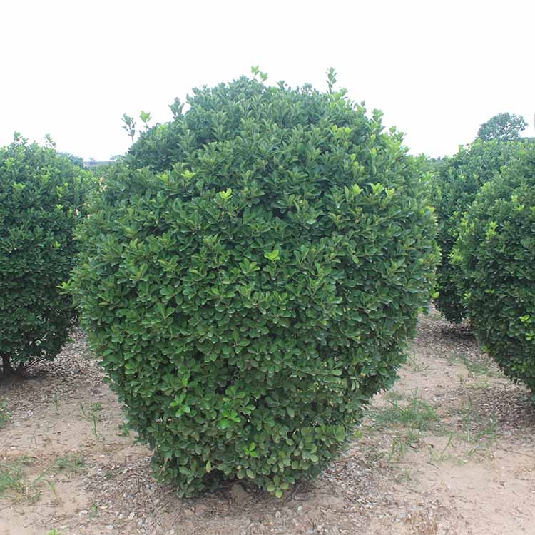 河南洛陽市黃楊球晨暉苗木綠化工程苗木服務(wù)至上