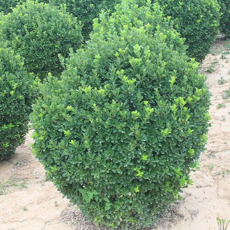 河南洛陽(yáng)市大葉黃楊球晨暉苗木零售價(jià)格實(shí)惠