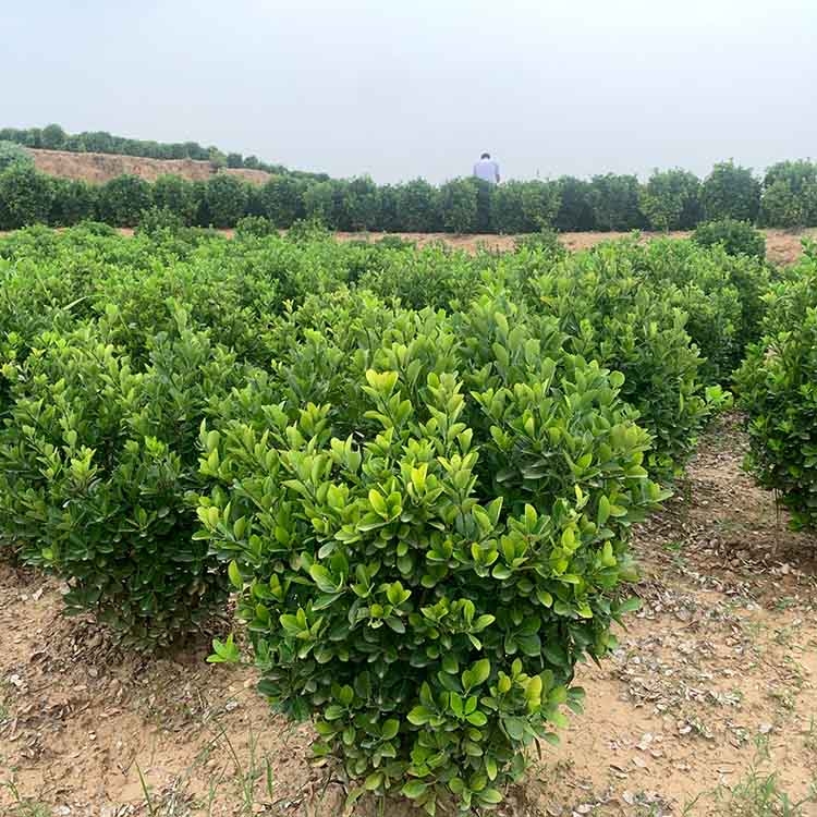 河南鄭州市大葉黃楊球晨暉苗木零售大量供應(yīng)