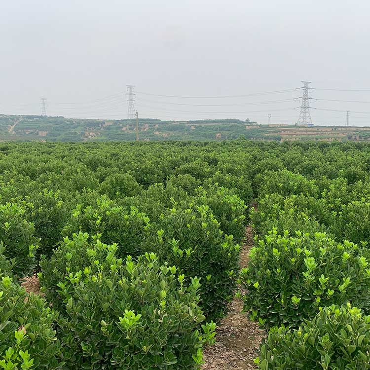 河南鄭州市冬青球晨暉苗木零售耐寒耐旱