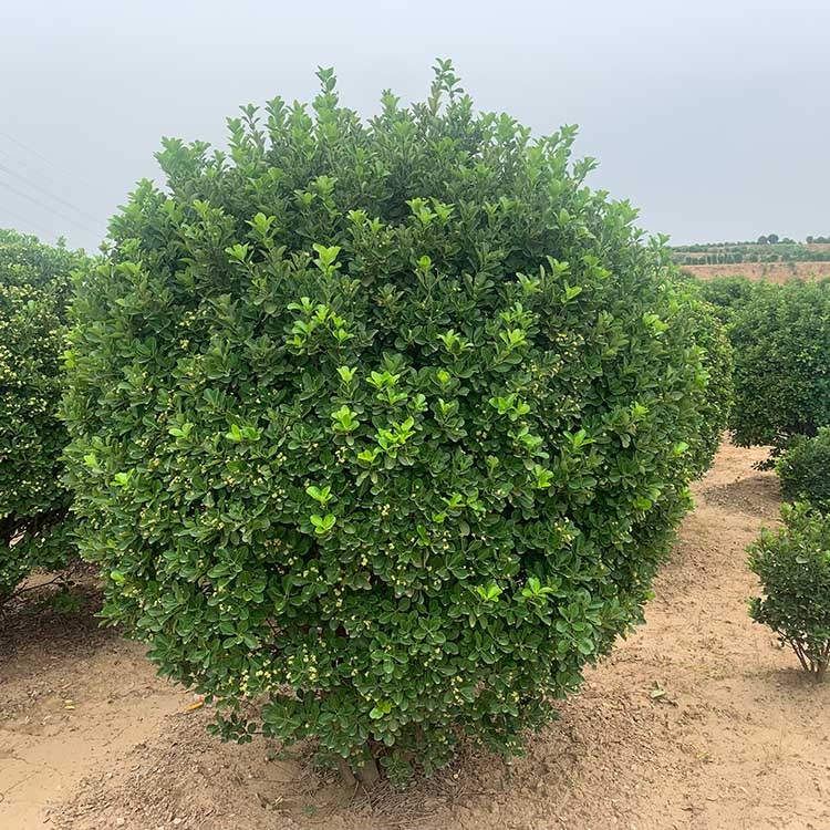 河南鄭州市冬青球晨暉苗木批發(fā)價格實惠