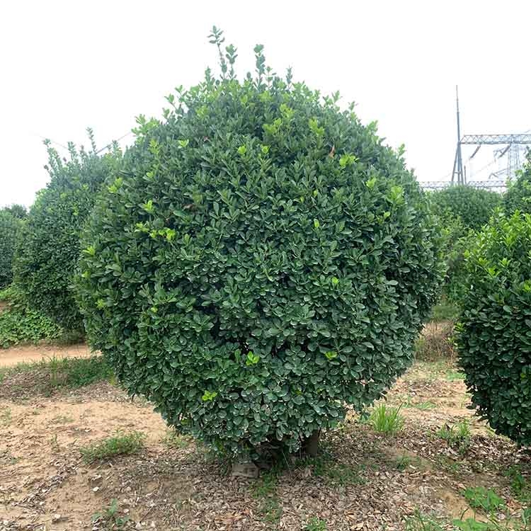 河南鄭州市大葉黃楊球晨暉苗木零售量大