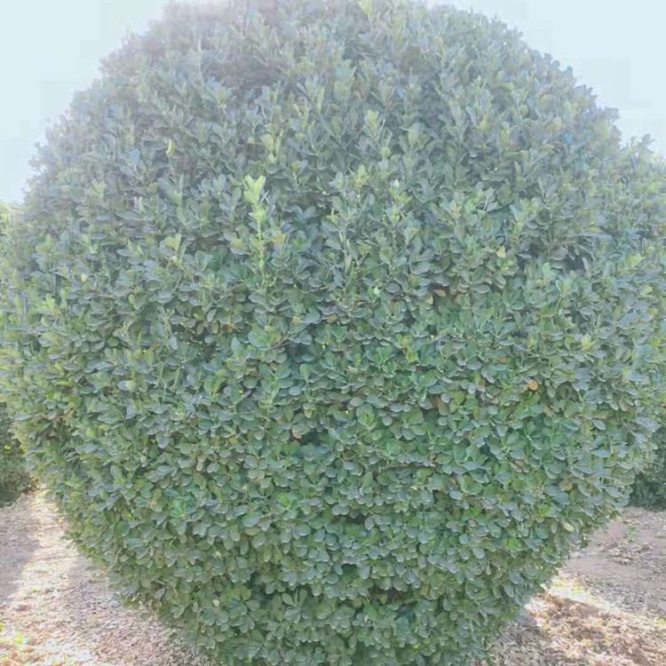 河南洛陽市黃楊球晨暉苗木零售常綠