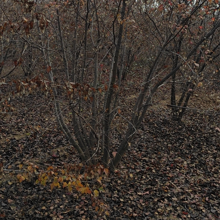 常年供應(yīng) 綠化花園庭院花卉 插條槭 苗圃供應(yīng)