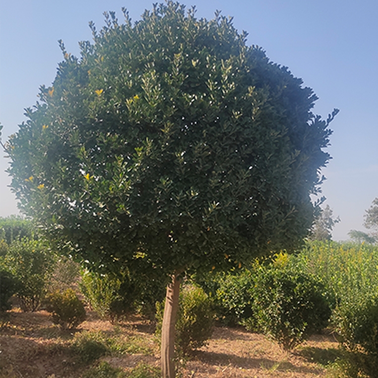 廠家供應(yīng)獨(dú)桿黃楊球 黃楊球價(jià)格 小區(qū)道路觀賞植物  山西批發(fā)商