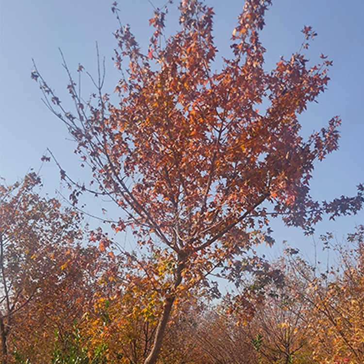 五角楓價(jià)格 專業(yè)出售五角楓 承接綠化工程供苗