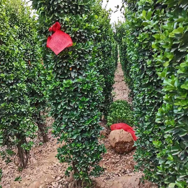 基地直銷大葉黃楊柱 大葉黃楊柱價格優(yōu)惠 成活率高