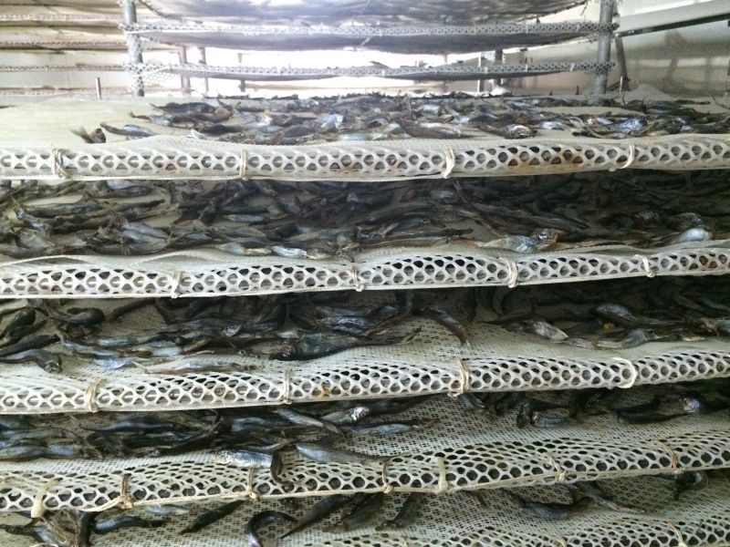 新一代海魚(yú)烘干機(jī)