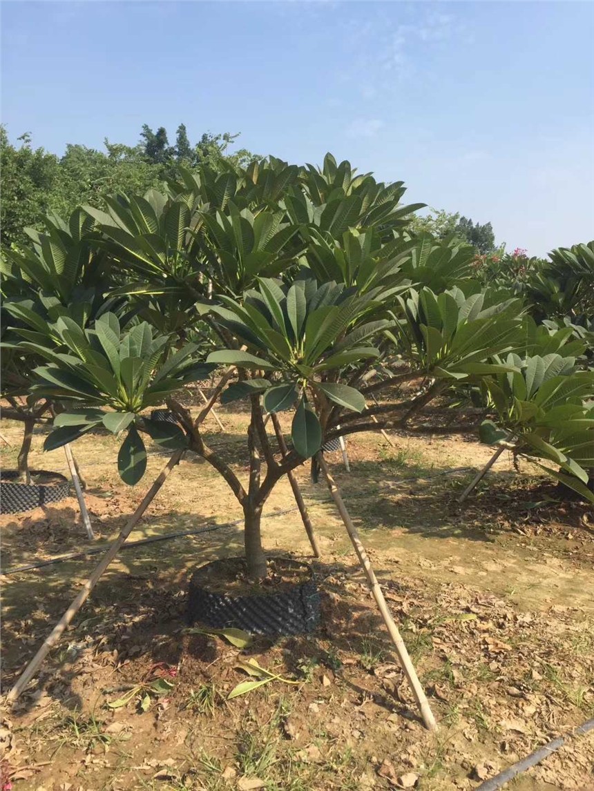 優(yōu)質品種的雞蛋花，漳州基地長期供應