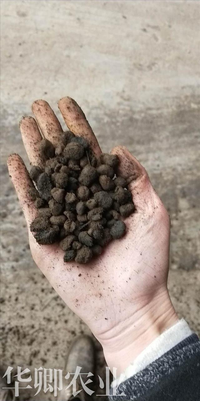 浠婃棩璩囪▕-闁嬬福鍚涘瓙铇嚐椁�(y菐ng)鍦熷摢閲屾湁璩�