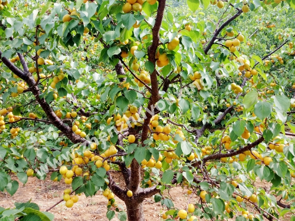 新泰珍珠油杏供應(yīng)基地售價