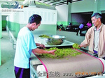 微波金銀花烘干殺菌機(jī)