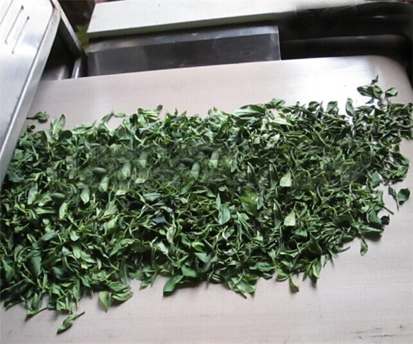 紅豆杉樹葉微波干燥設(shè)備瑞晨干燥機綠葉微波干燥殺菌機