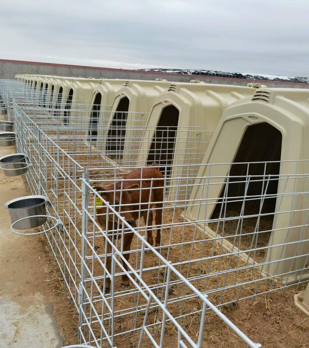 昊牧犢牛島圍欄小牛居住屋冬暖夏涼牛犢單獨使用小房子